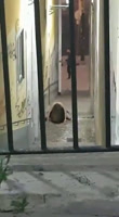 Calles de Coronavirus: follando en la calle